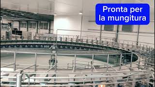 La Giostra E500 DeLaval è pronta per la mungitura [upl. by Aehtorod]