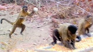 CAPUCHIN MONKEYS FLIRT BY THROWING STONES [upl. by Aremmat]