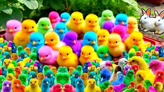 Catch Cute Chickens Colorful Chickens Rainbow Chicken Rabbits Cute CatsDucksAnimals Cute [upl. by Thorsten851]