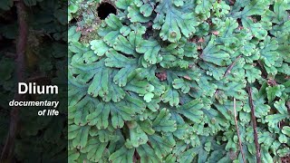 Liverwort Marchantia [upl. by Ileak]