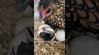 Gold sebright hen hatching chicks [upl. by Amaj]