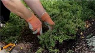 Garden Tips  How to Transplant Phlox Flowers [upl. by Meihar788]