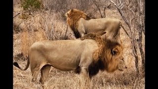 Massive Plains Camp Male Lions on Move  8 November 2024 [upl. by Grani164]