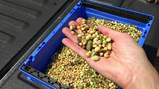 Seed Quality Concerns in Soybean [upl. by Delacourt]