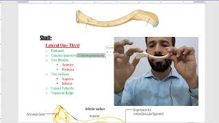 Clavicle bone  anatomy of clavicle bone  clavicle bone external features [upl. by Sheelagh]