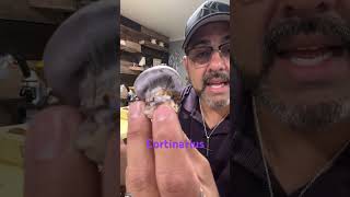 Cortinarius mushroom fungi hongo seta science mushroomgrowth gardening nature shorts [upl. by Suvart]