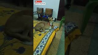 This sound make dogs go crazy dog shorts ytshorts [upl. by Anoirtac]