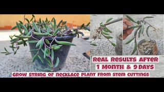 How to grow Ruby Necklace Plant from stem cuttings  Propagation of Othonna capensis [upl. by Rednave658]