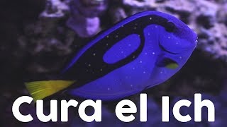 ¿Qué es el ich y cómo curarlo en peces marinos  Cryptocaryon Irritans  AcuaTV [upl. by Ayokal]