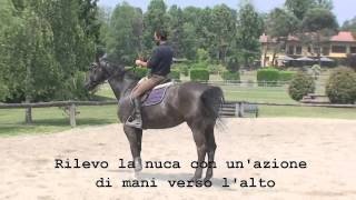 Francesco Vedani Equitazione  Lavoro sul salto ostacoli con cavallo pesante alla mano parte 1 [upl. by Sisi]