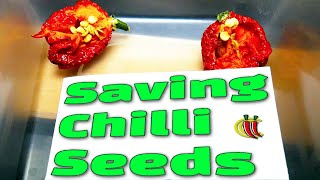 How to Save Chilli Pepper Seeds [upl. by Zebe583]