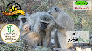 Excitement builds as the three adopted baby monkeys are introduced to the troop [upl. by Rockwell]