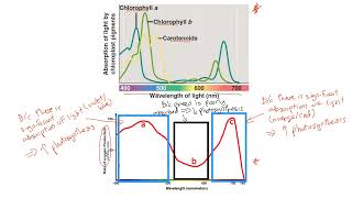 Light Absorption and Rate of Photosynthesis 3 [upl. by Owades]