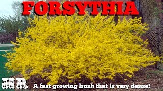 Forsythia  Oleaceae  Beautiful but very invasive Grow with care [upl. by Deenya]