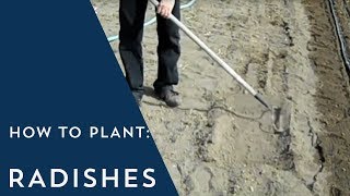 How to Plant Radishes [upl. by Kalb]