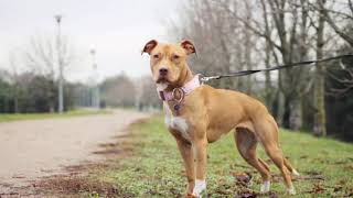 How to know if you have a Real American Pit bull Terrier [upl. by Adnol]