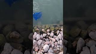 Pesca alla trotta fishing lago trout troutfishing troutf [upl. by Rahal]