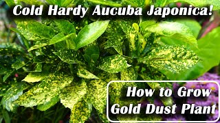 Variegated Aucuba japonica  Cold Hardy Tropical Plant LookaLike [upl. by Calandra988]