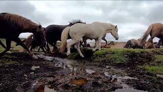 Field of Horses [upl. by Mossolb]