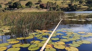 pescaria selvagem de traira no lago da sucuri com vara de bambu [upl. by Hermann680]