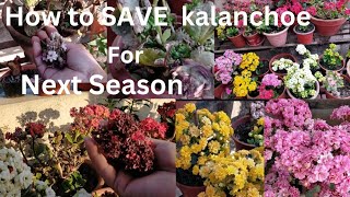 How to Grow and Care Kalanchoe For Next Season  Kalanchoe Plant Care In Nepali [upl. by Eceeryt]