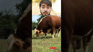 Graze red bull shortvideos brahman cow cattleanimals funny viralvideos trending giant  fyp [upl. by Sonia]