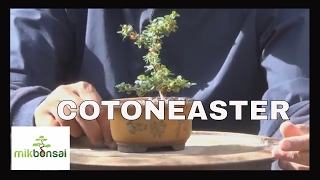 Bonsai Mame Cotoneaster  How to grow a bonsai from cuttings by mikbonsai [upl. by Ettenel]