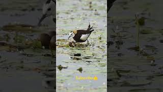 birds nature shortvideo [upl. by Phyl993]