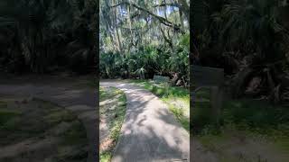 Sidewalk has Shade from Cabbage Palm Trees amp Live Oaks with Spanish Moss at Gemini Springs Park [upl. by Jablon]