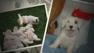 Sealyham Terrier Puppies [upl. by Arty]