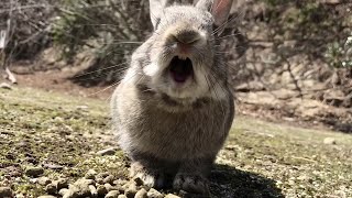 quotAngryquot bunny  Rabbit Screaming [upl. by Eivla]