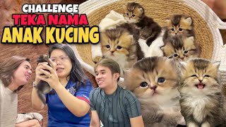 CHALLENGE TEKA NAMA ANAK KUCING BRITISH LONG HAIR SIAP PAKAIKAN RIBBON  COMEL GILER [upl. by Fedirko]