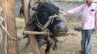 Drenching Sheep with a Simcro™ 20mL Oral Applicator [upl. by Shayne]