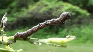 Halfwing Moth Caterpillar Geometridae Phigalia titea [upl. by Adnohral512]