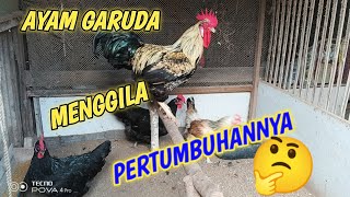 ayam garuda memang rekomendasi untuk segala hal 👌ayamkampungunggul ayamkampungunggul [upl. by Newg]