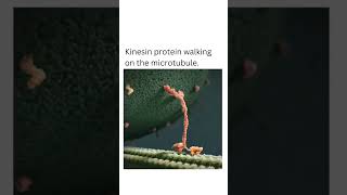 Kinesin protein walking on the microtubule shorts animation ✨ microtubule shorts viral [upl. by Nuaj275]