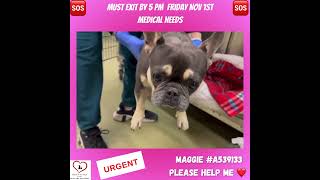 💜RESCUED💜 🆘NEEDS RESCUE BY 3 PM FRIDAY NOV 1st🆘 MaggieA539133 frenchie morenovalley rescueme [upl. by Lynden]