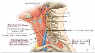 Infrahyoid muscles 3 [upl. by Hako]