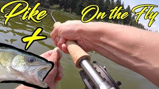 First Pike on the Fly Rod  Bonus WALLEYE  Pine Lake Alberta [upl. by Oidgime]