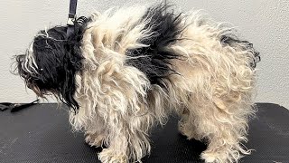 SEVERELY MATTED Havanese [upl. by Eittik509]