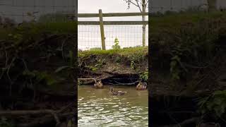 Punting in Oxford UK nature [upl. by Jillana]