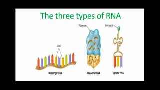 Types of RNA [upl. by Ahsoyem]