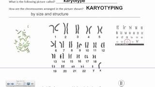 Karyotyping IB Biology [upl. by Celinka418]