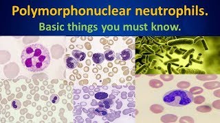 Polymorphonuclear neutrophilsBasic things you must knowNetrophilsWBCHematologyMLS [upl. by Volnak]