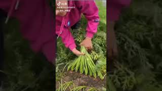 Harvesting happiness many carrots at a time shorts trending viralvideo love funny cute [upl. by Assirrem]