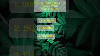 Companion Plants To Avoid With Watermelons gardening [upl. by Nyleahcim]