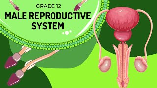 Male reproduction system  Structures and Function [upl. by Janie]