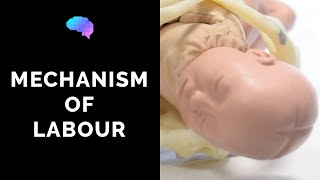 Mechanism of Labour amp Fetal Positions  OSCE Guide  UKMLA  CPSA [upl. by Erusaert]