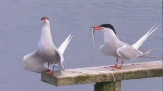 Common Terns  Sterna hirundo [upl. by Meriel807]