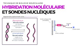 HYBRIDATION MOLÉCULAIRE ET SONDES NUCLÉIQUES  Biochimie Facile [upl. by Ainez]